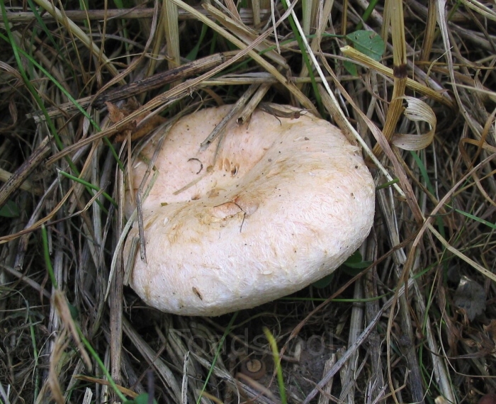 Волнушка белая белянка