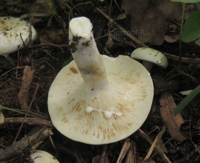 Груздь сизоватый