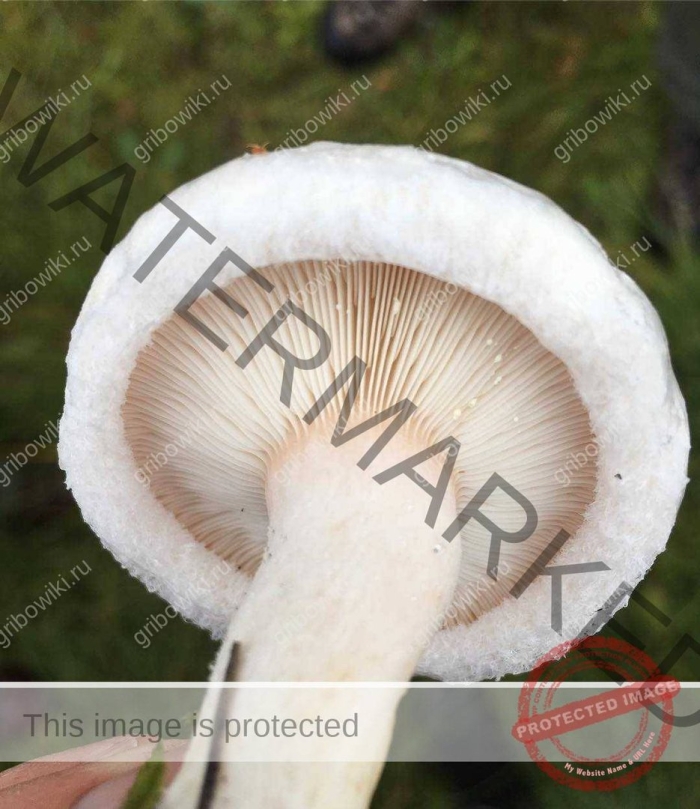 Волнушка белая гриб