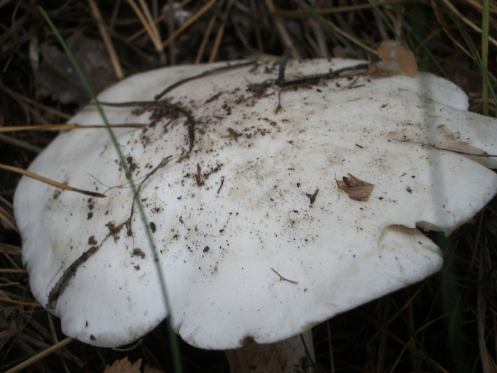 Грибы белянки и ложные