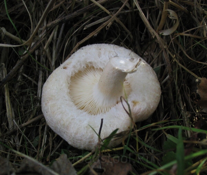 Волнушка гриб