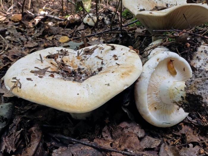 Груздь белый ложный