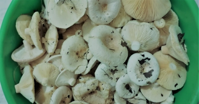 Грузди белые