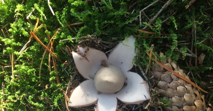 Гриб звездовик сводчатый