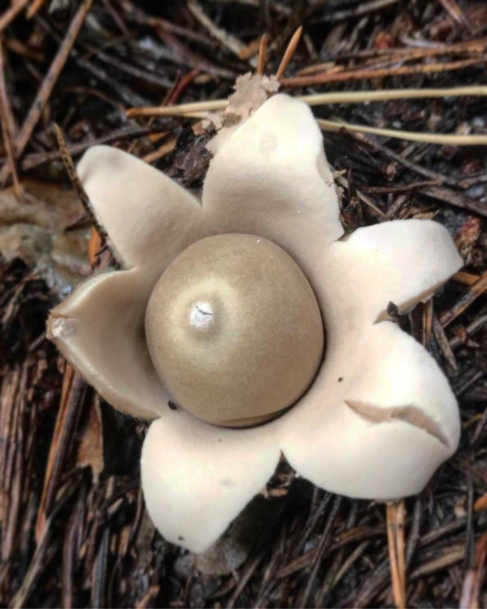 Гриб звездовик мешковидный