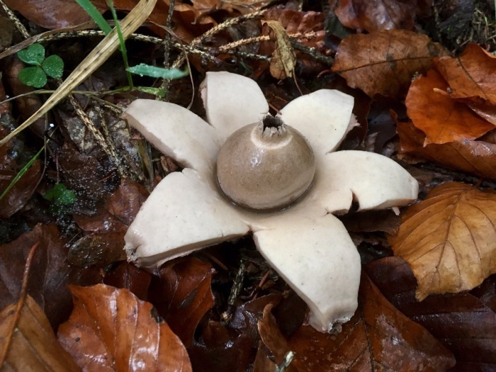 Гриб звездовик сводчатый