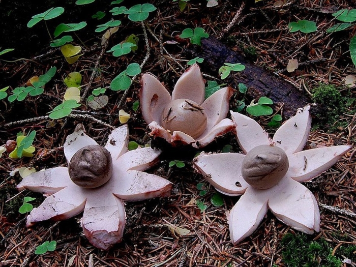 Гриб звездовик сводчатый