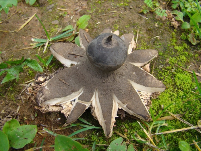 Звездовик гребенчатый