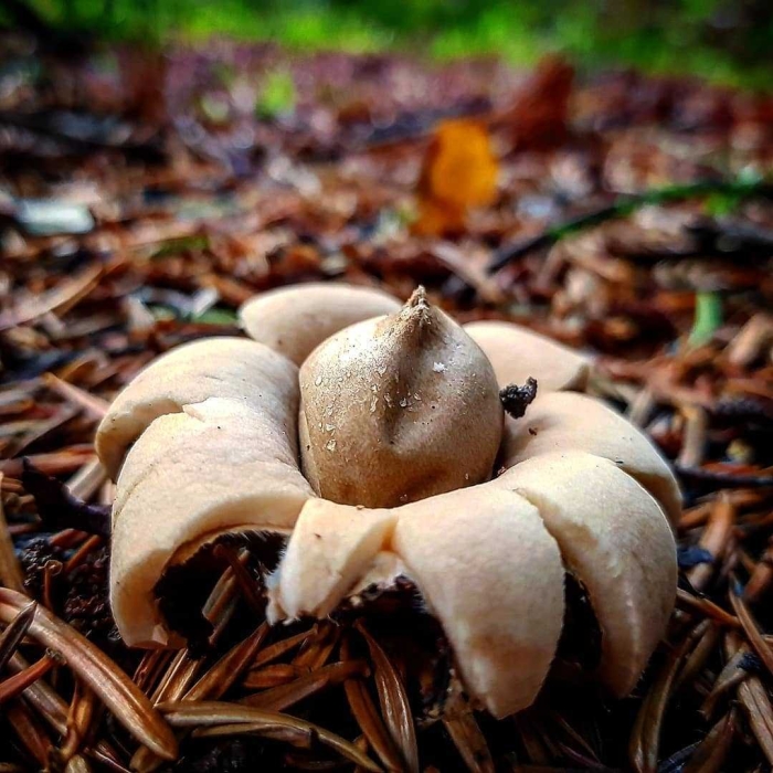 Гриб звездовик сводчатый