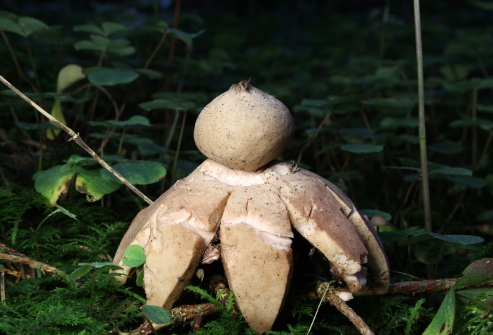 Гриб звездовик