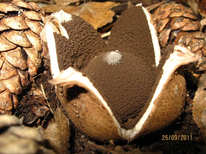 Geastrum melanocephalum