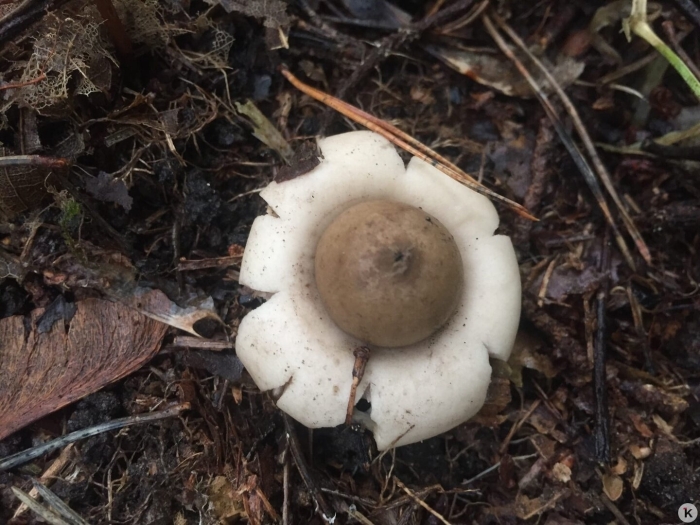 Гриб звездовик