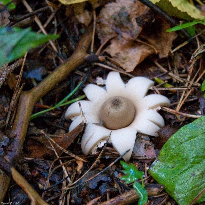 Звездовик бахромчатый