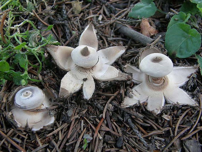 Звездовик гребенчатый