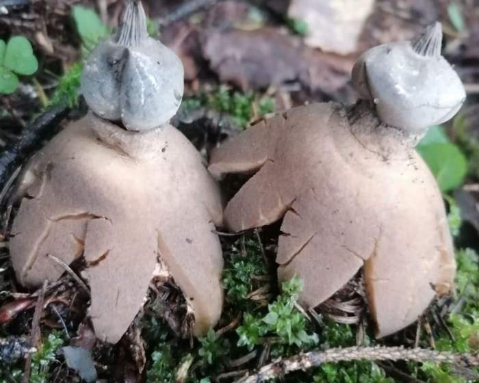 Звездовик шмиделя