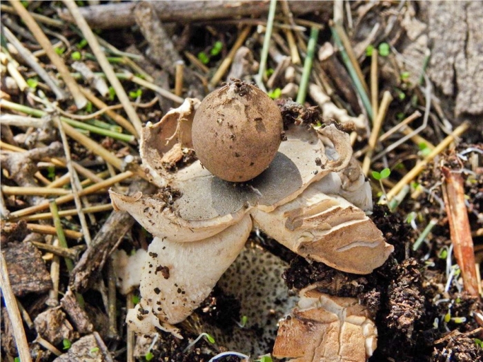 Звездовик сводчатый