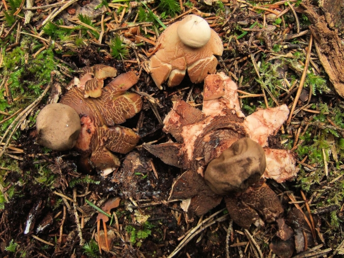 Geastrum fimbriatum