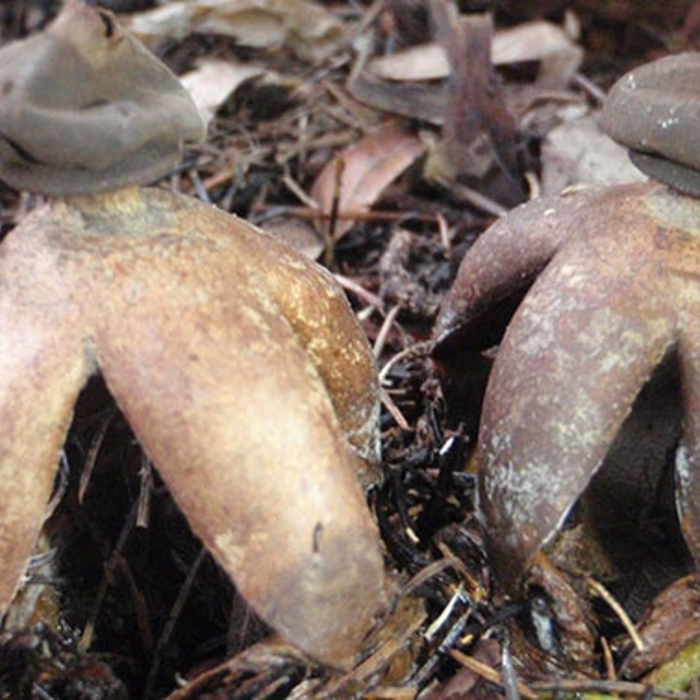 Звездовик сводчатый