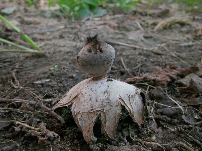 Звездовик бахромчатый