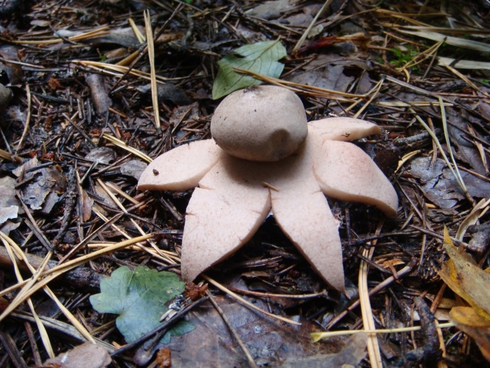 Звездовик рыжеватый