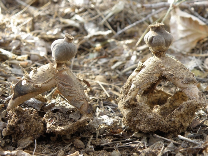 Звездовик сводчатый