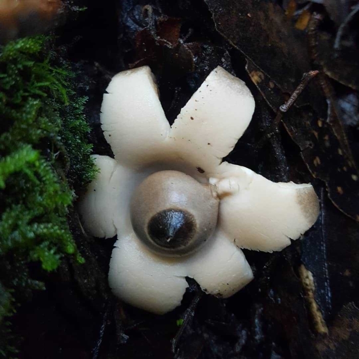 Звездовик бахромчатый гриб