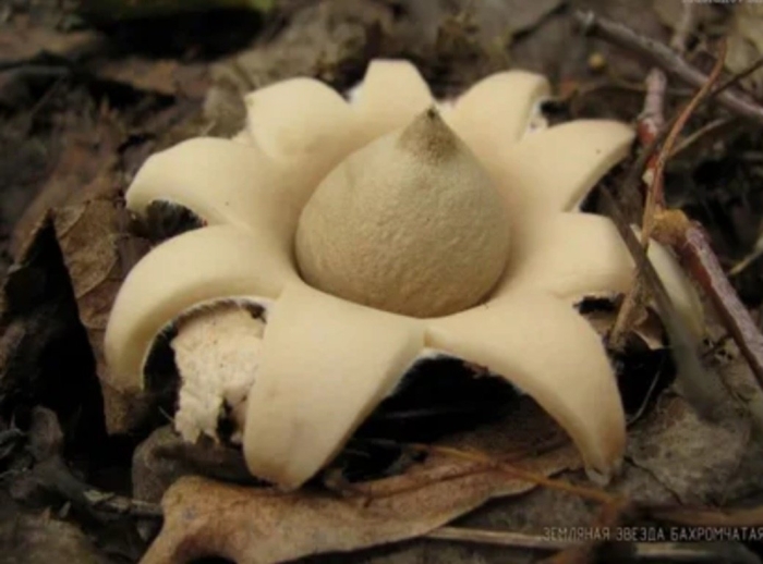 Гриб звездовик сводчатый