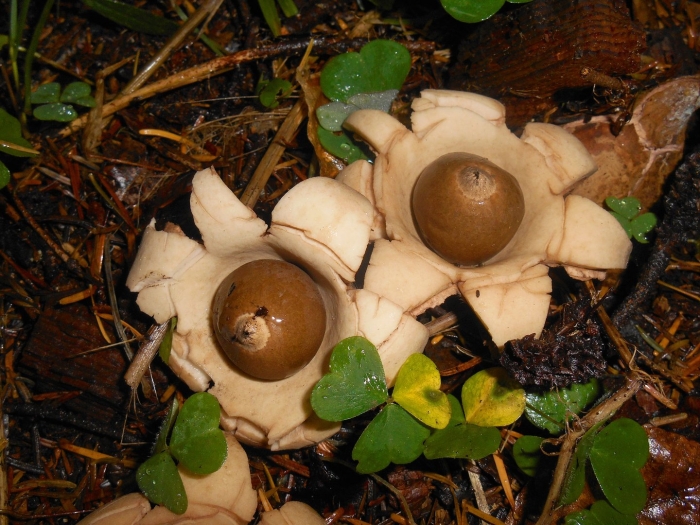 Звездовик сводчатый