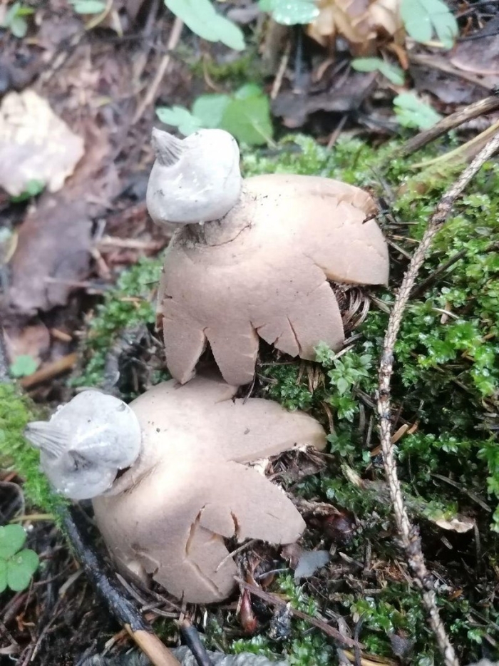 Гриб звездовик мешковидный