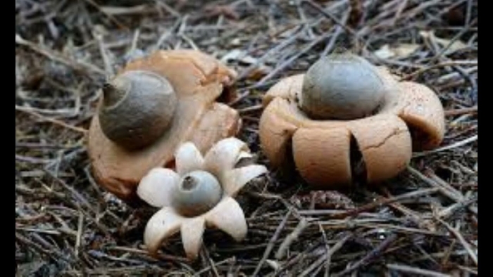 Гриб звездовик сводчатый