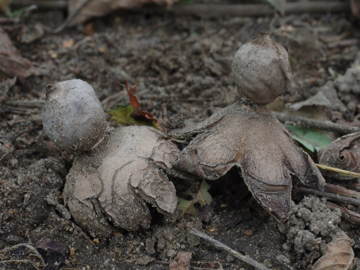 Гриб звездовик сводчатый