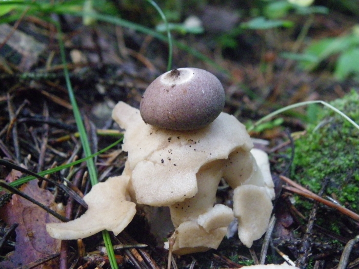 Звездовик сводчатый