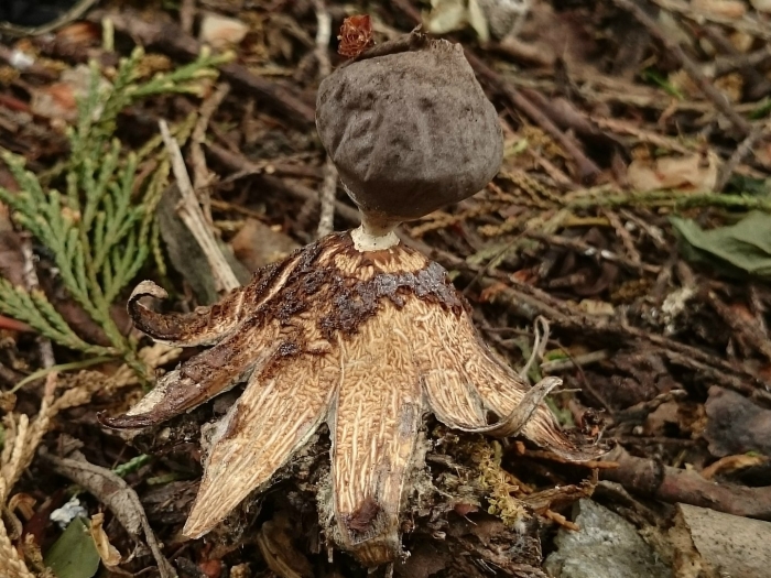 Geastrum pectinatum