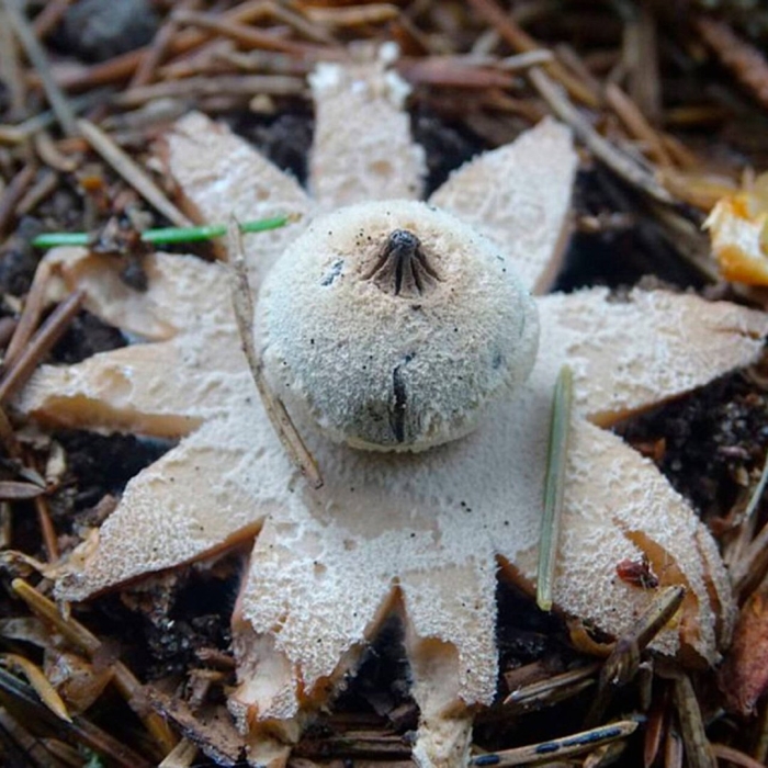 Гриб звездовик черноголовый