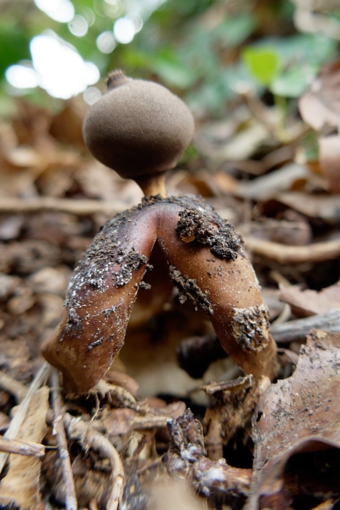 Звездовик сводчатый geastrum fornicatum