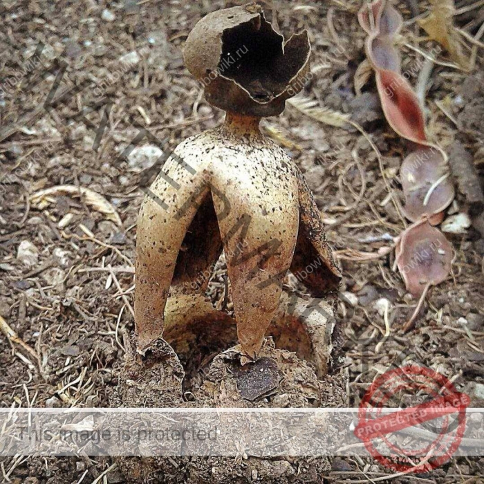 Гриб звездовик