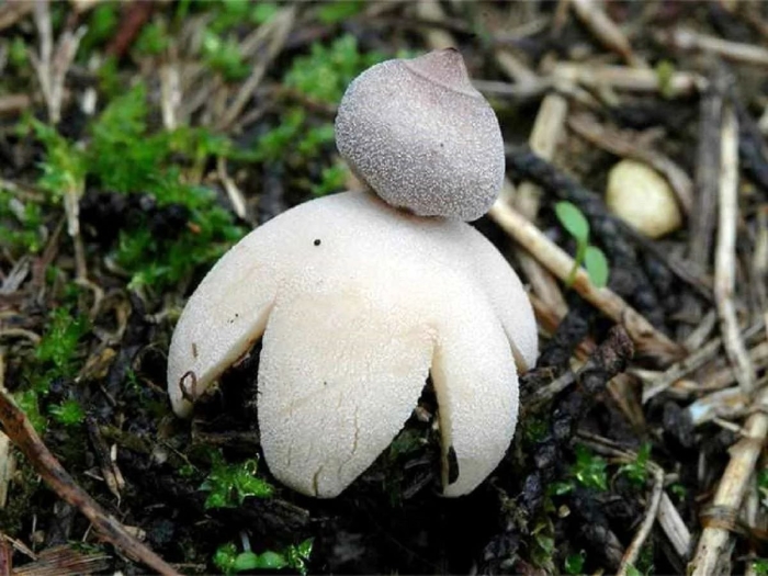 Звездовик сводчатый