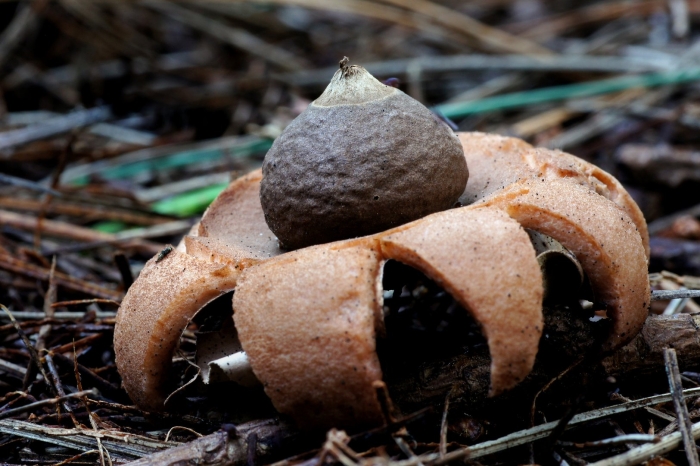 Звездовик сводчатый