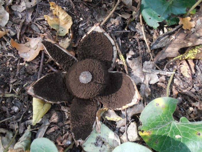 Звездовик черноголовый