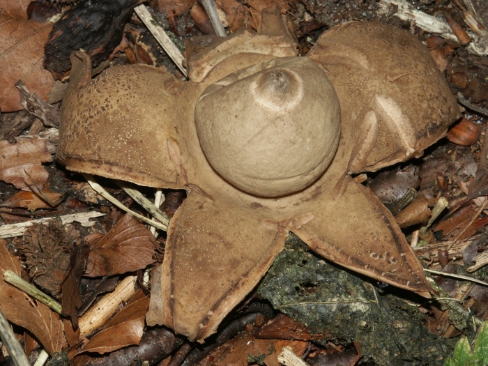 Geastrum triplex