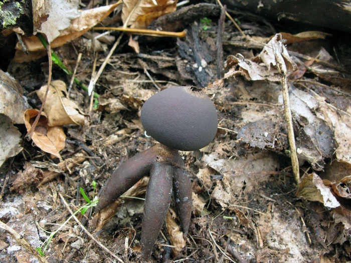 Гриб звездовик сводчатый