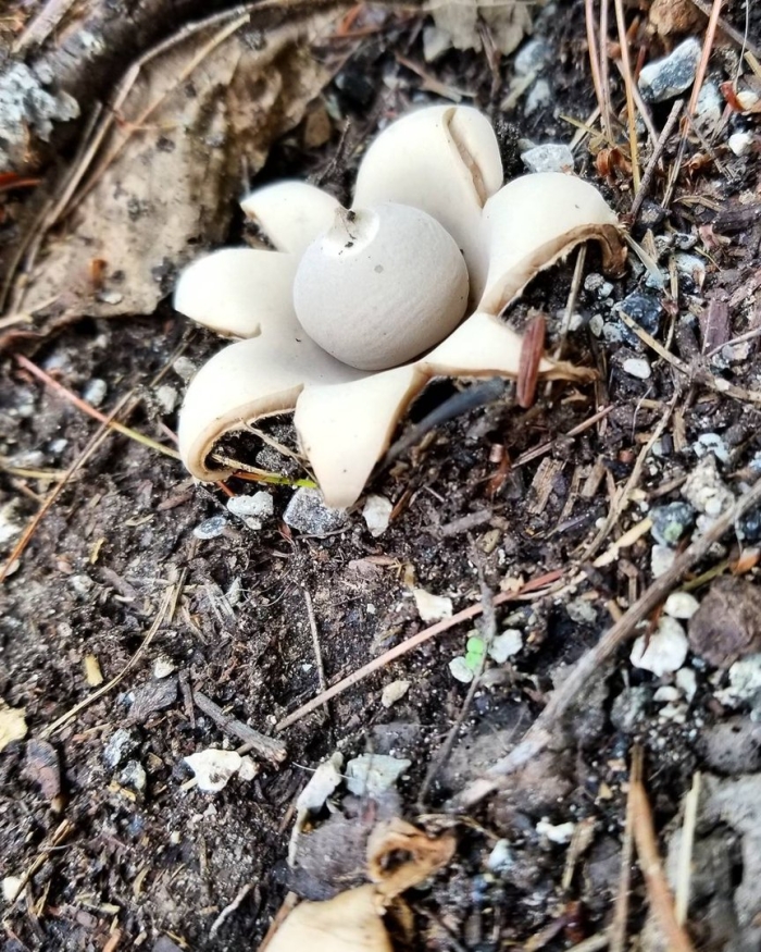 Гриб звезда звездовик