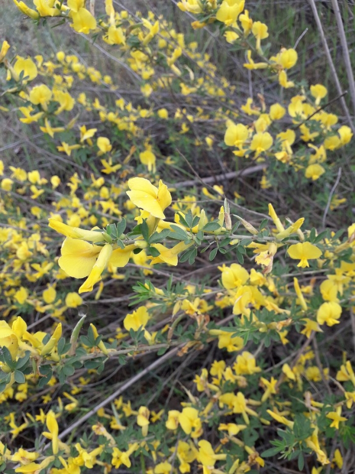 Ракитник дрок