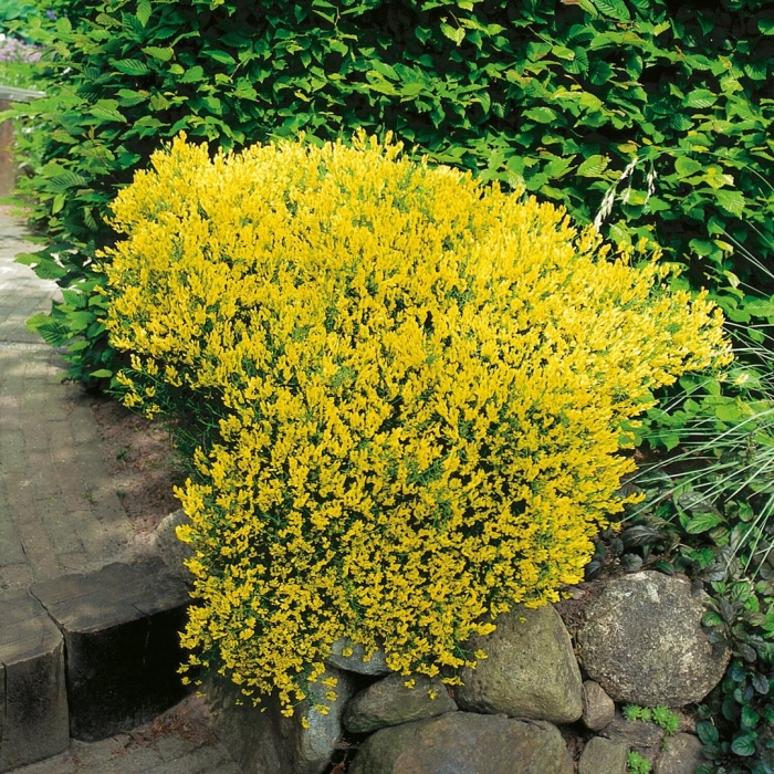 Дрок лидийский