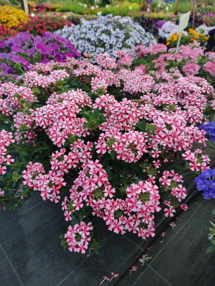 Вербена lanai candy cane