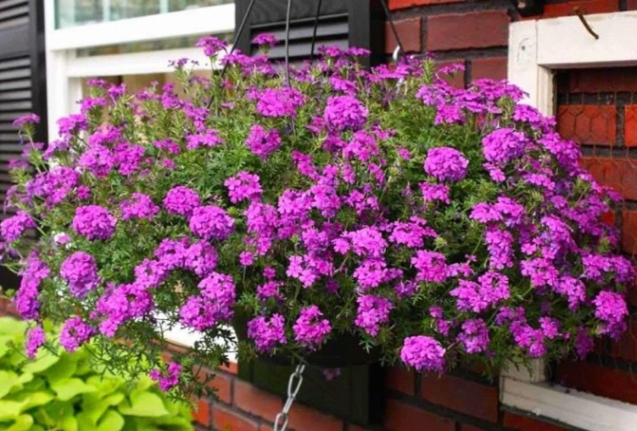 Вербена тонкорассеченная ампельная