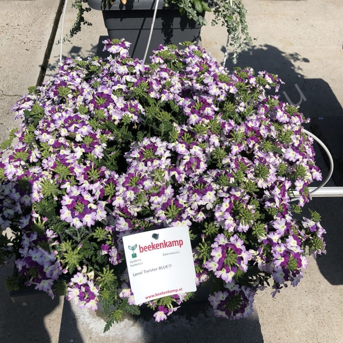 Вербена lanai twister