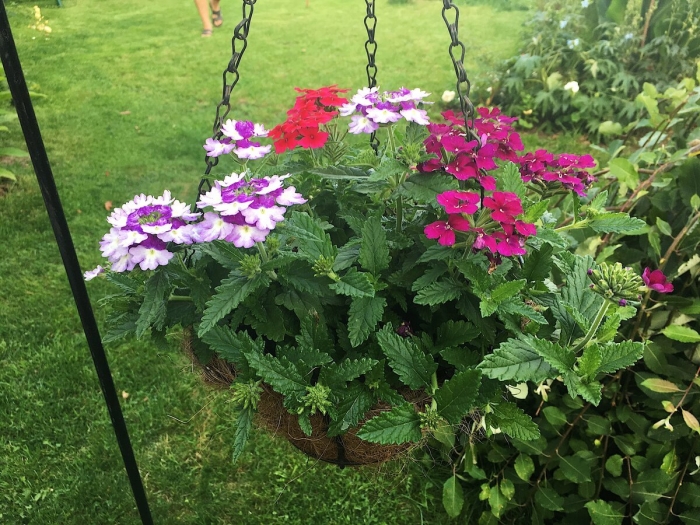 Вербена однолетняя