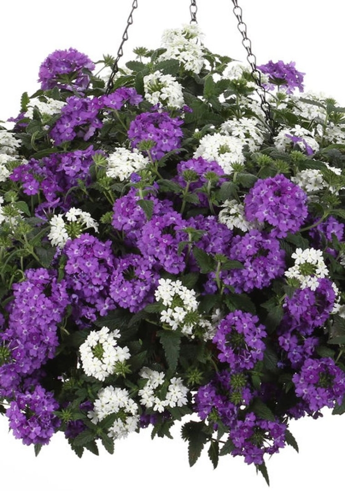 Вербена махровая ампельная