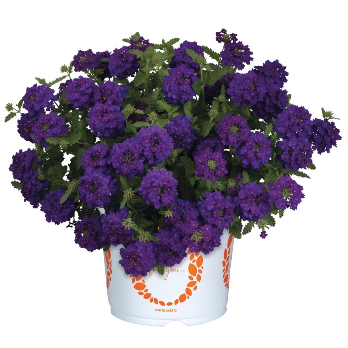 Вербена empress flair blue